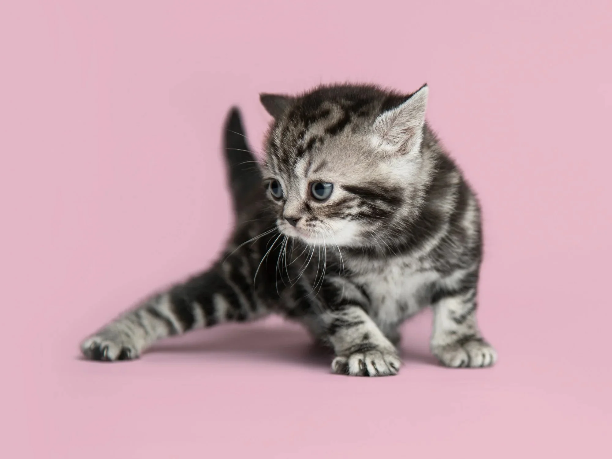 Black and white tabby kitten standing on its hind legs against a pink background.